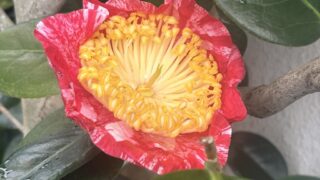 ふるさとの５縁を繋ぐ肥後椿（2026年）